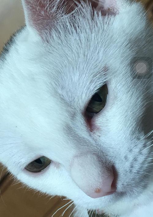 猫咪眼屎太多（探寻猫咪眼屎的成因及解决方法）