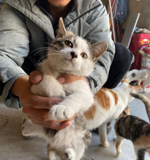 南京猫咪领养攻略（以豆瓣为主）