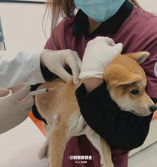 如何科学预防宠物犬的疾病（以小狗多久打预防针为例）