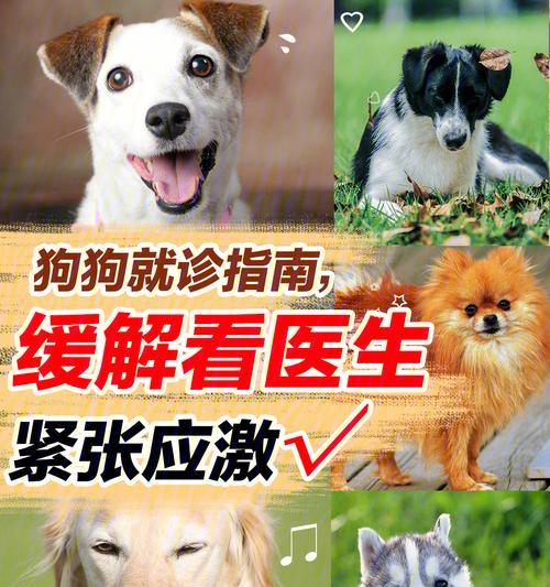 如何科学预防宠物犬的疾病（以小狗多久打预防针为例）