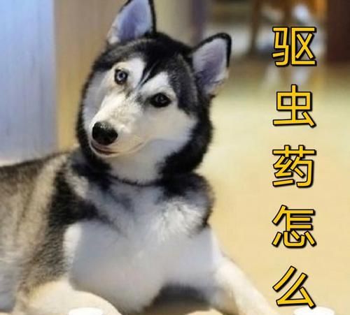 如何为宠物小狗打虫（有效的虫药种类及正确的使用方法）