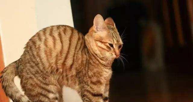 小猫的呼吸问题（探究小猫呼吸平稳的可能原因及预防方法）