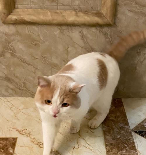 小猫的呼吸问题（探究小猫呼吸平稳的可能原因及预防方法）