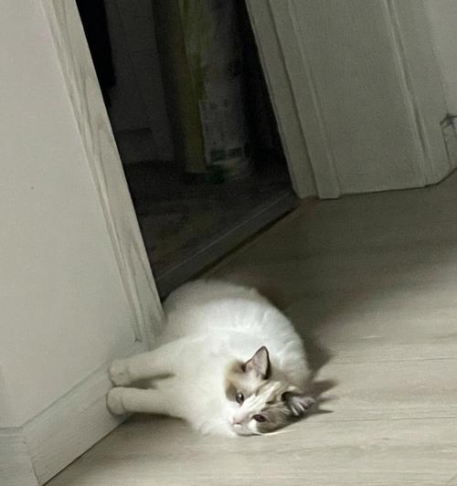 小猫躲在马桶后面的惊险经历（宠物的冒险故事让人惊心动魄）