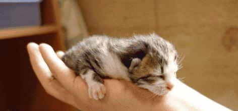 小猫是否会得狂犬病（探讨宠物猫感染狂犬病的可能性）