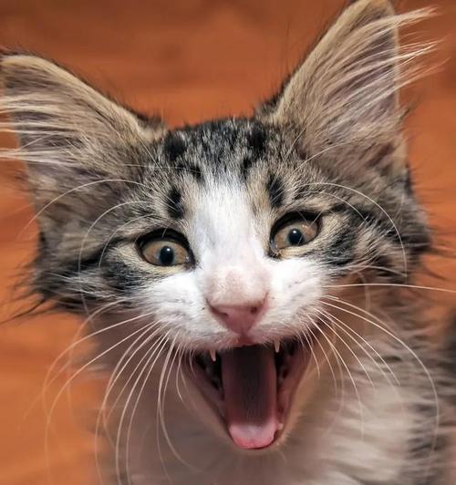 小猫是否会得狂犬病（探讨宠物猫感染狂犬病的可能性）