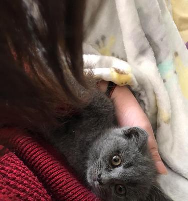 小猫三个月应该打哪些针（宠物主人必看）