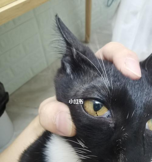 小猫睡醒眼睛红肿的原因与治疗方法（从宠物角度探讨眼部疾病的防治）
