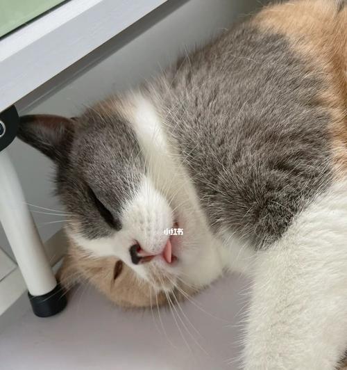 小猫饥不择食（宠物饮食习惯的误区与纠正）