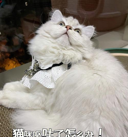 小猫吐了，引起注意（关注宠物饮食）