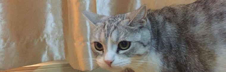 小猫吐了，引起注意（关注宠物饮食）