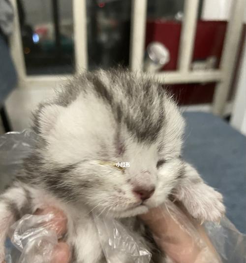 小猫的饮食习惯与营养需求（以宠物为主）