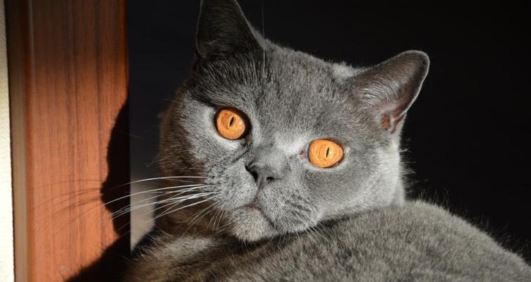小猫睁开一只眼睛，成为宠物家庭的新成员（宠物的养成和饲养技巧）