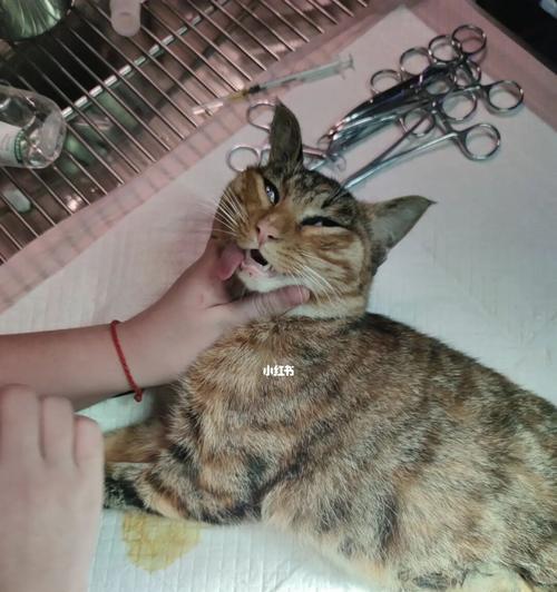小猫总挠人怎么办（遇到宠物调皮）