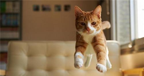 小猫的走路不稳与睡眠习惯（探究宠物小猫成长中的身体特征及其影响）