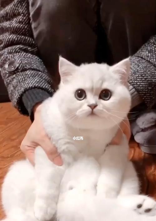 小猫的成长日记（记录一个月内小猫的生活点滴）