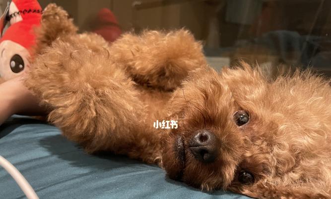 小狗的睡眠习惯（探究小狗为何总是睡觉）