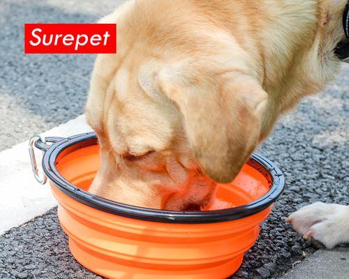 从多角度看幼犬何时出门最为合适（宠物出行从小开始）