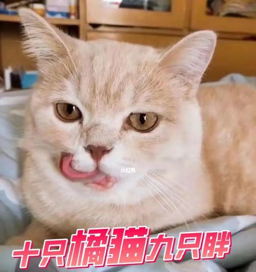 小猫吃饱没（从宠物的角度出发）