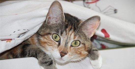 1个月小猫的睡眠时间剖析（从宠物角度看待小猫的睡眠习惯）