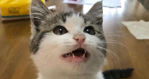 小猫呕吐怎么办（宠物猫突然呕吐应该怎么处理）