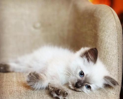 从零开始，如何正确养护20天的猫咪（宠物爱好者必看）
