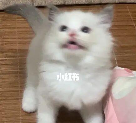 从零开始，如何正确养护20天的猫咪（宠物爱好者必看）