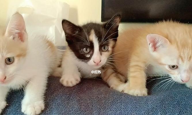 3个半月猫的饮食搭配（科学喂养健康成长）