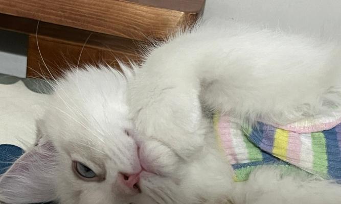 如何为3个月大的猫驱虫（宠物健康从小开始）
