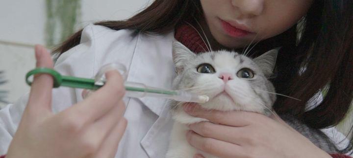如何为3个月大的猫驱虫（宠物健康从小开始）