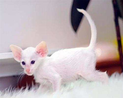 如何为3个月大的猫驱虫（宠物健康从小开始）