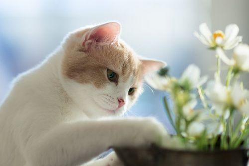 安静小猫的世界（探索宠物猫的生活习性与行为特点）
