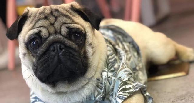 八哥犬疾病全解析（宠物狗不容忽视的健康问题）