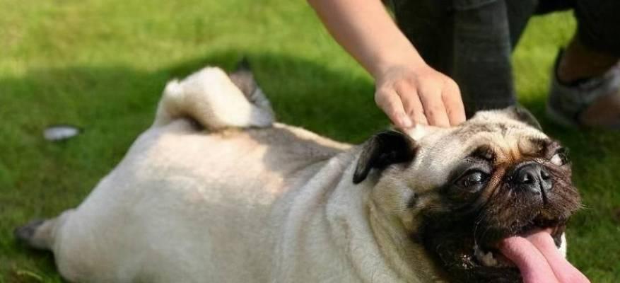 以巴哥犬吃狗粮的探讨（狗粮是否适合以巴哥犬）