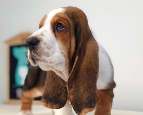 《以巴吉度犬饲养指南》（了解巴吉度犬的体重）