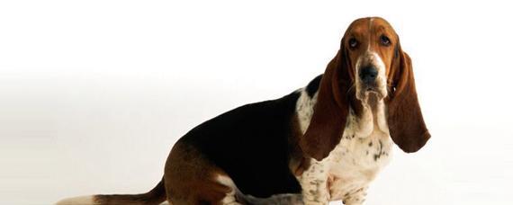 如何掌握以巴吉度犬的饮食管理（了解犬体特征）