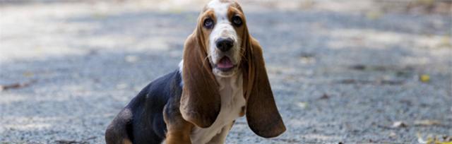 如何掌握以巴吉度犬的饮食管理（了解犬体特征）