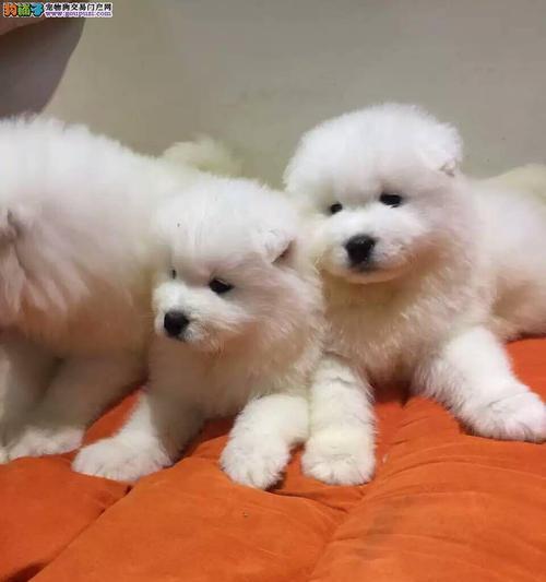 白毛中型犬——极致优雅（探索白毛中型犬的品种特征和魅力）