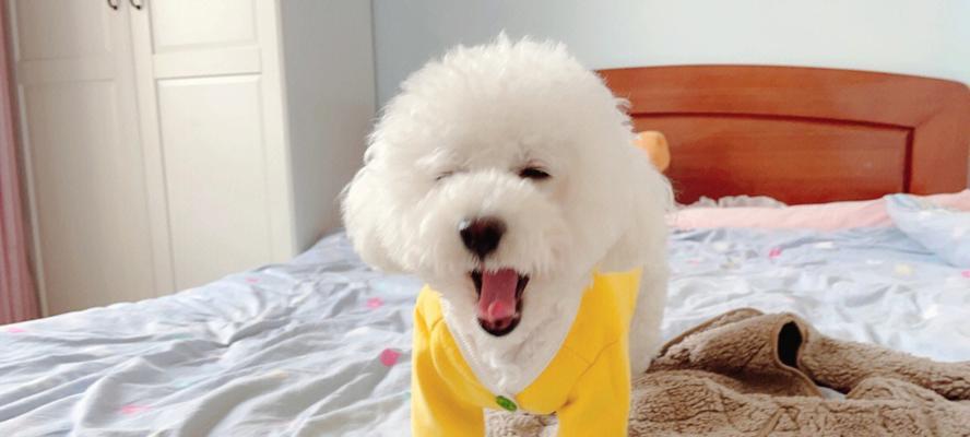 白毛中型犬——极致优雅（探索白毛中型犬的品种特征和魅力）