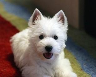 白毛中型犬——极致优雅（探索白毛中型犬的品种特征和魅力）