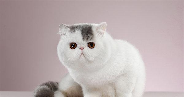 北京哪里有卖小猫（宠物猫的选择）