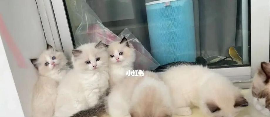 北京哪里有卖小猫咪（探索北京的宠物市场）
