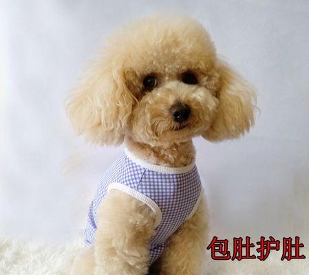 被宠物狗舔的好处和危害