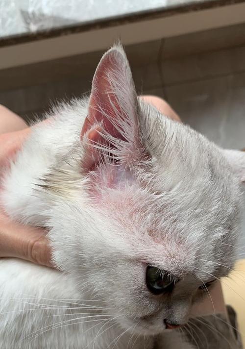 宠物猫传染真菌的预防和治疗方法（以被猫传染真菌怎么办）