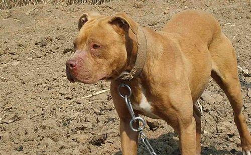 如何在适当的时间训练您的比特犬（宠物比特犬的训练时机）