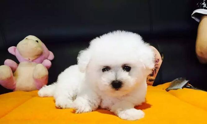 比熊狗狗几个月定型的秘密（从萌新到成熟）