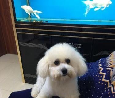 比熊狗吐了怎么办（以宠物为主）