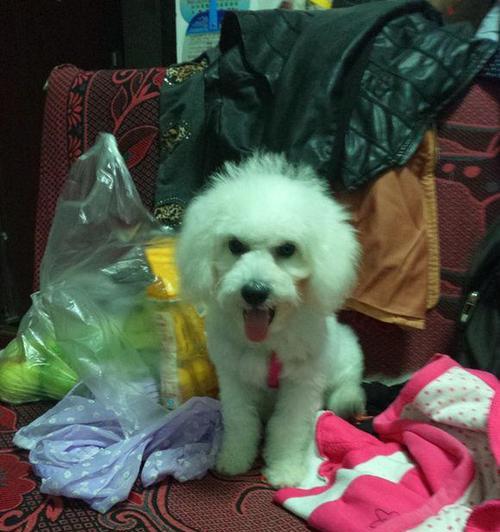 如何让比熊犬的毛长得更快（以宠物为主）