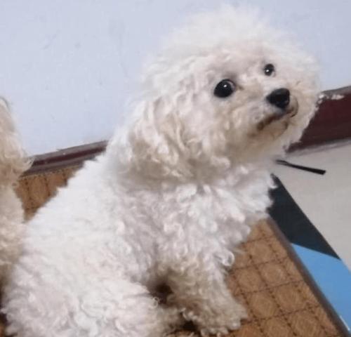 如何让比熊犬的毛长得更快（以宠物为主）