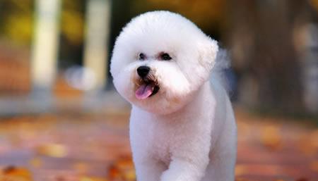 以比熊犬打喷嚏为窥探宠物健康的窗口（了解比熊犬的喷嚏特征）